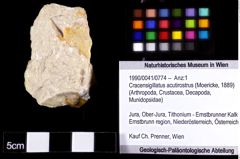 Foto (Objket + Etiketten) von Cracensigillatus acutirostrus (Moericke, 1889) 